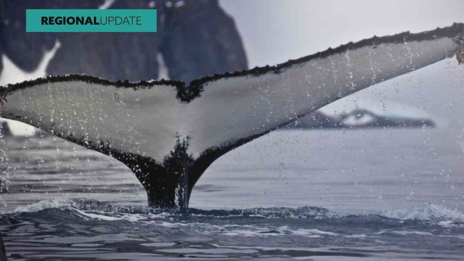 Orca Orca