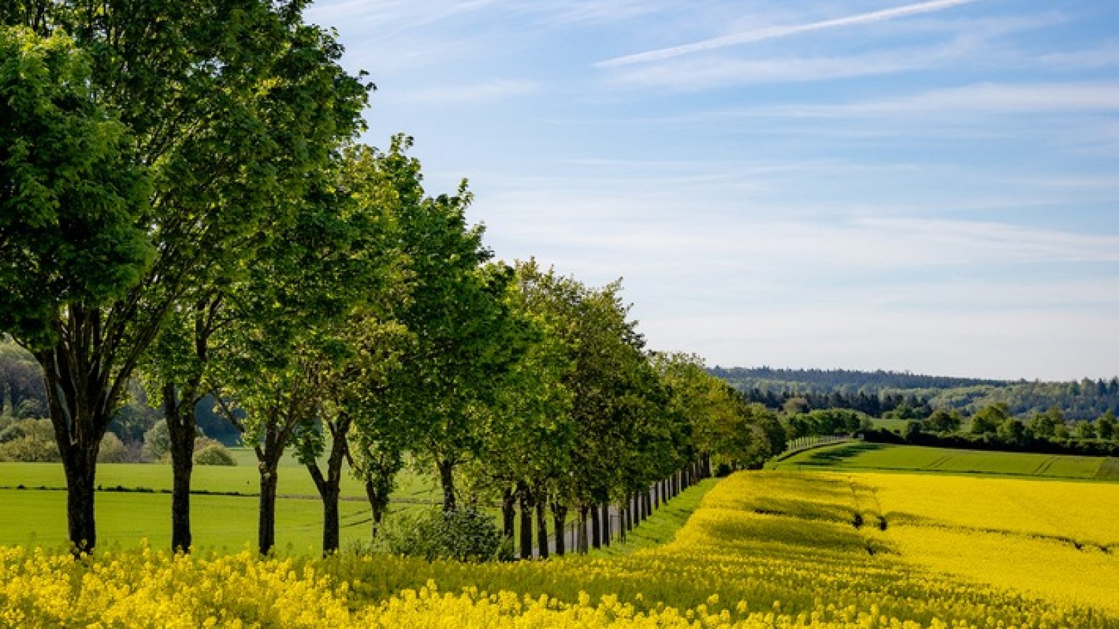 Die Rapsblüte taucht Deutschland derzeit wieder in ein Meer aus Gelb. Auf rund 1,1 Millionen Hektar wächst ein Rohstoff heran, der nicht nur in der Küche, sondern auch im Tank eine wichtige Rolle spielt. Aus der Rapssaat entsteht Rapsöl, das zu Biodiesel weiterverarbeitet wird, der heute standardmäßig im Dieselkraftstoff enthalten ist. In der gängigen Qualität B7 beträgt der Anteil bis zu 7 Prozent. Damit wird bereits an jeder Tankstelle ein Beitrag zum Klimaschutz geleistet. / Weiterer Text über ots und www.presseportal.de/nr/15598 / Die Verwendung dieses Bildes für redaktionelle Zwecke ist unter Beachtung aller mitgeteilten Nutzungsbedingungen zulässig und dann auch honorarfrei. Veröffentlichung ausschließlich mit Bildrechte-Hinweis.