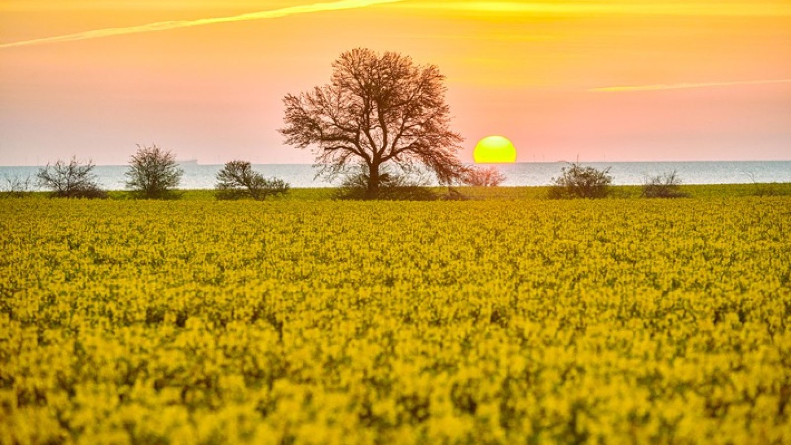 In diesen Wochen blüht der Raps in Deutschland auf rund 1,1 Millionen Hektar und taucht die Landschaft in ein leuchtendes Gelb. Was viele als Frühlingsbild wahrnehmen, markiert zugleich den Beginn einer Wertschöpfungskette, die bis in den Alltag aller Bürgerinnen und Bürger reicht. / Weiterer Text über ots und www.presseportal.de/nr/15598 / Die Verwendung dieses Bildes für redaktionelle Zwecke ist unter Beachtung aller mitgeteilten Nutzungsbedingungen zulässig und dann auch honorarfrei. Veröffentlichung ausschließlich mit Bildrechte-Hinweis.