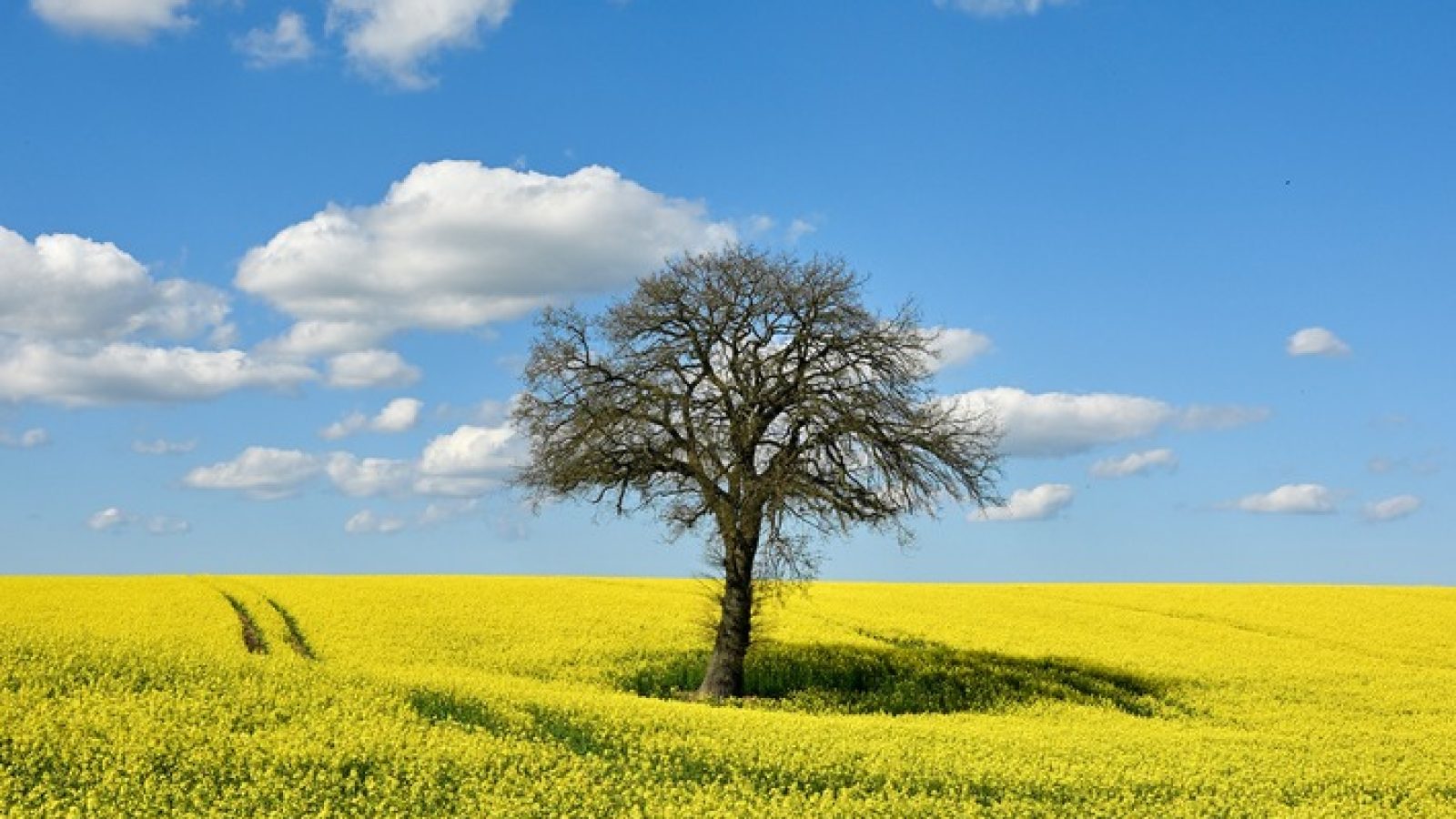Mit der Rapsblüte zeigt sich derzeit auf rund 1,1 Millionen Hektar die Bedeutung dieser Kulturpflanze für Deutschland. Die gelben Felder stehen für eine vielseitige Nutzung, die von der Ernährung bis zur Energie reicht. Raps liefert das meistgekaufte Speiseöl in Deutschland und ist zugleich eine zentrale Grundlage für die Tierfütterung. Das eiweißreiche Rapsschrot ist eine wichtige Alternative zu importiertem Soja und trägt dazu bei, die Abhängigkeit von globalen Märkten zu verringern. / Weiterer Text über ots und www.presseportal.de/nr/15598 / Die Verwendung dieses Bildes für redaktionelle Zwecke ist unter Beachtung aller mitgeteilten Nutzungsbedingungen zulässig und dann auch honorarfrei. Veröffentlichung ausschließlich mit Bildrechte-Hinweis.