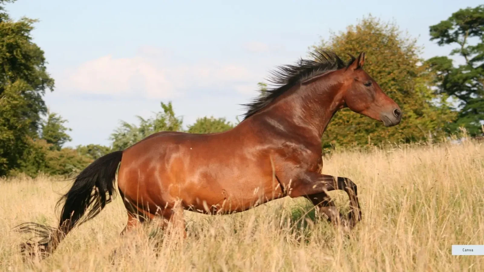 Pferd auf Abwegen
