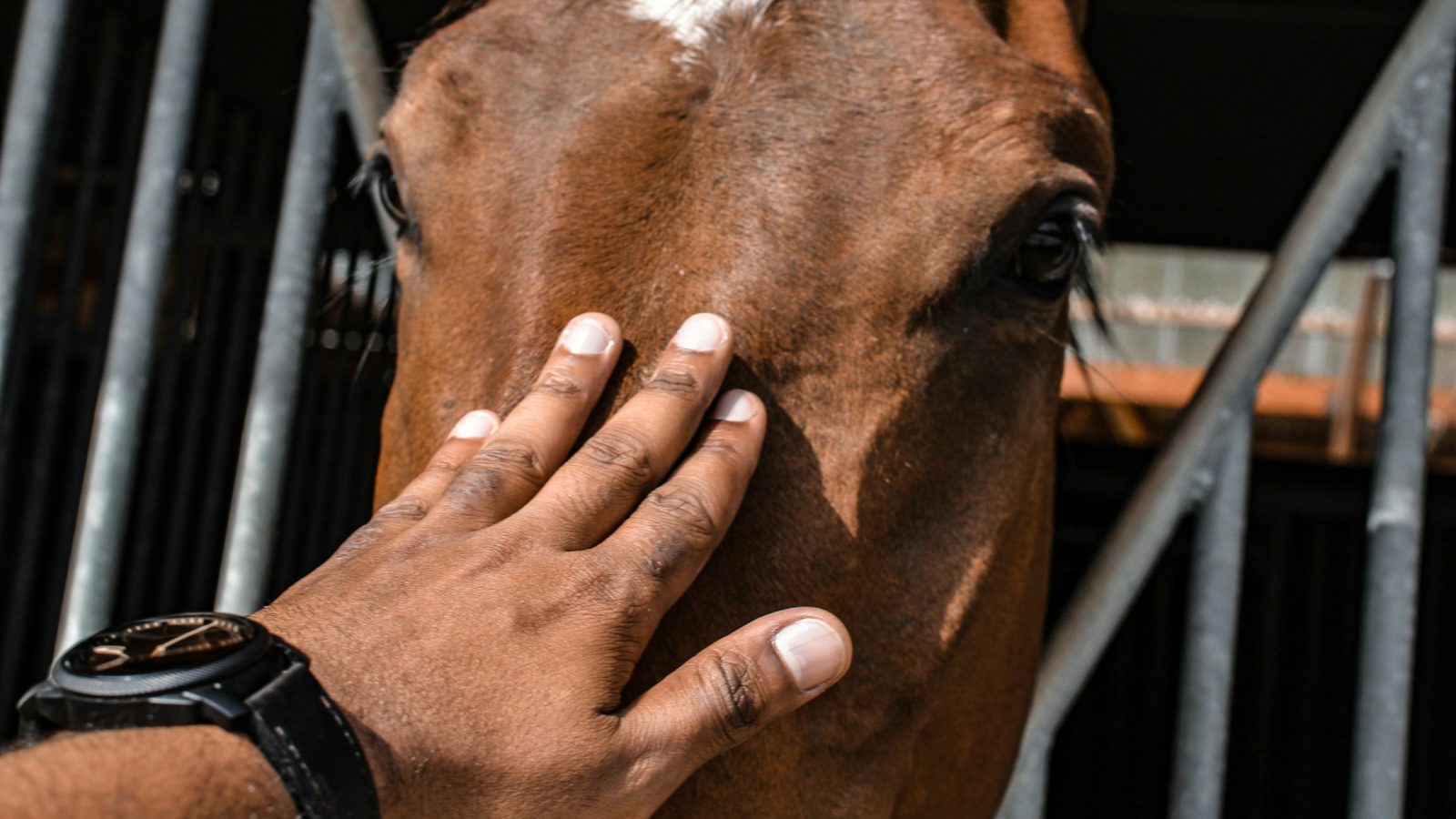 Eine Hand streichelt ein braunes Pferd