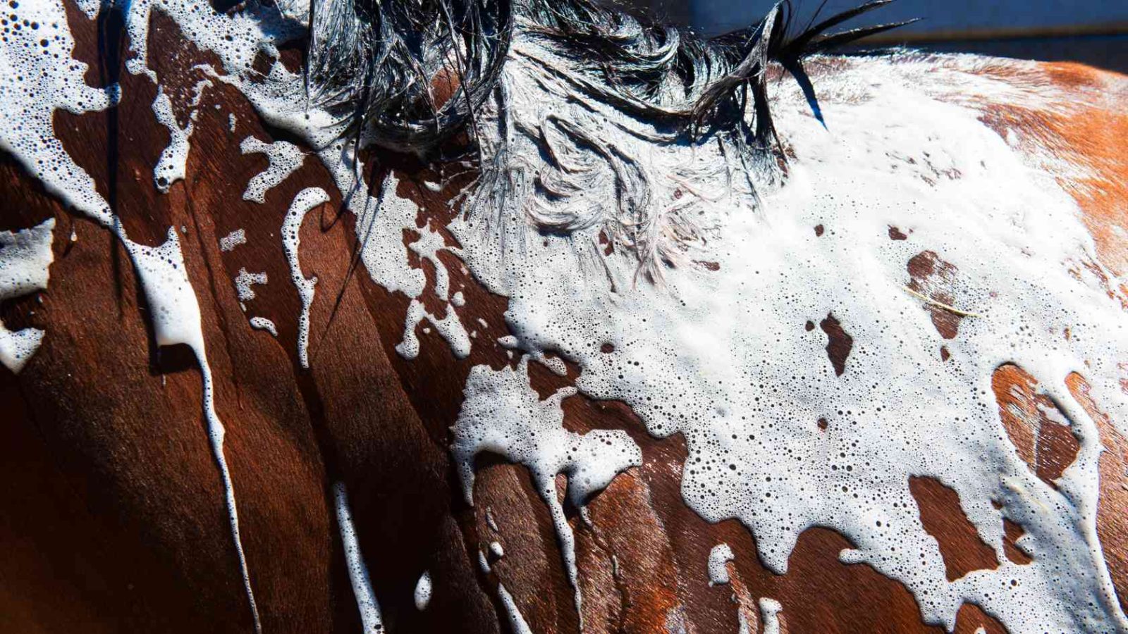 Pferdepflege im Sommer - waschen ohne Stress