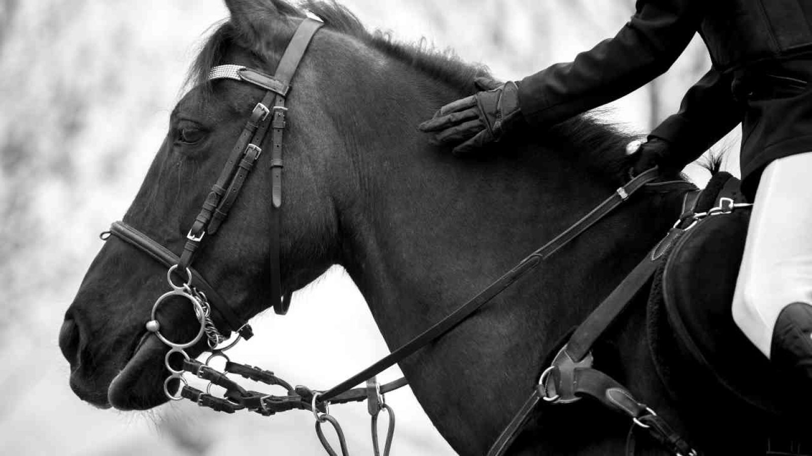 Schwarzes Pferd mit Zaumzeug und Reiter, der es am Hals streichelt.