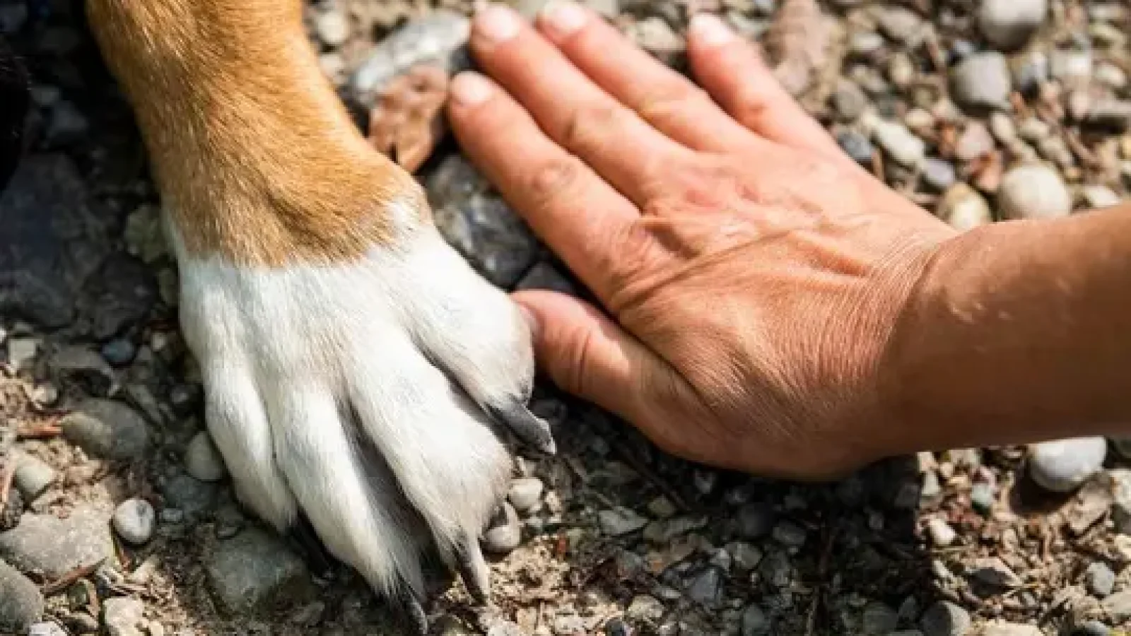Pfoten_paw-7231300_1~giselastillhard