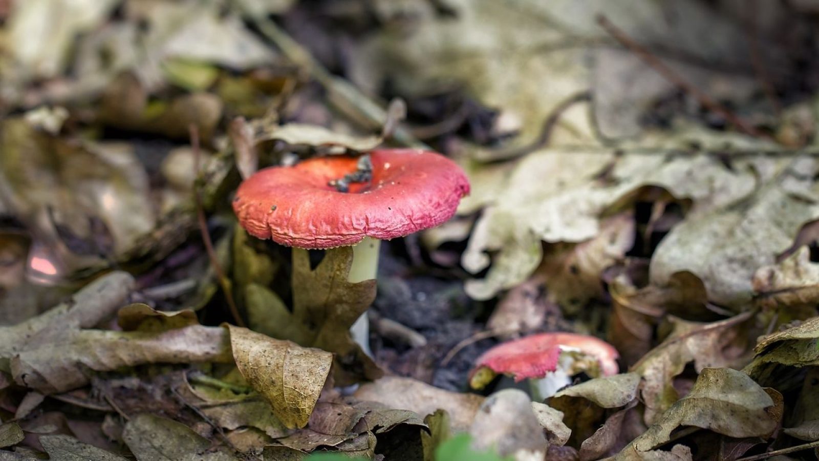 Roter Pilz im Wald zwischen Herbstlaub, Nahaufnahme, natürliche Umgebung.