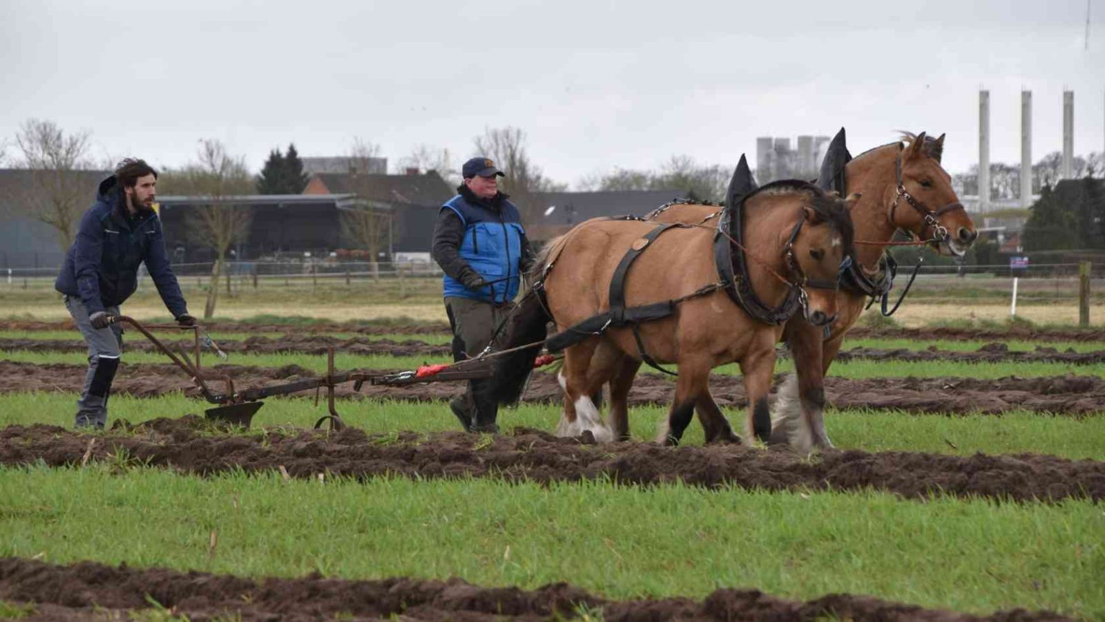 Hof Toleen Ponys pflügen für Artenvielfalt in Lengerich