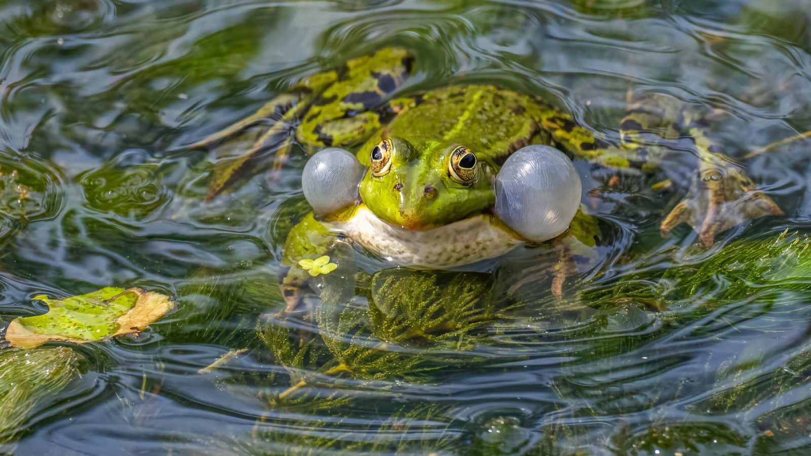 Quakender Teichfrosch ® Jörg Everding