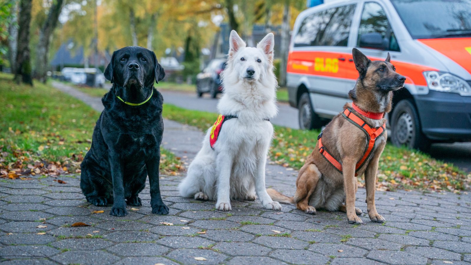 Drei Hunde in verschiedenen Farben und Rassen, die auf einem Gehweg sitzen, während ein Einsatzfahrzeug im Hintergrund steht.