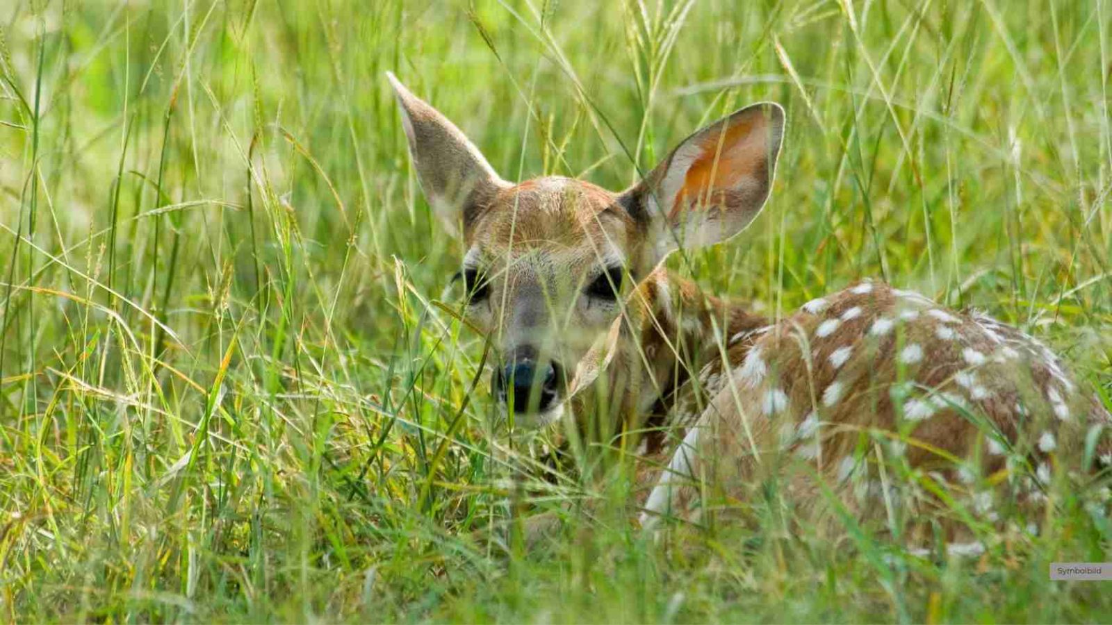Rehkitz im Gras