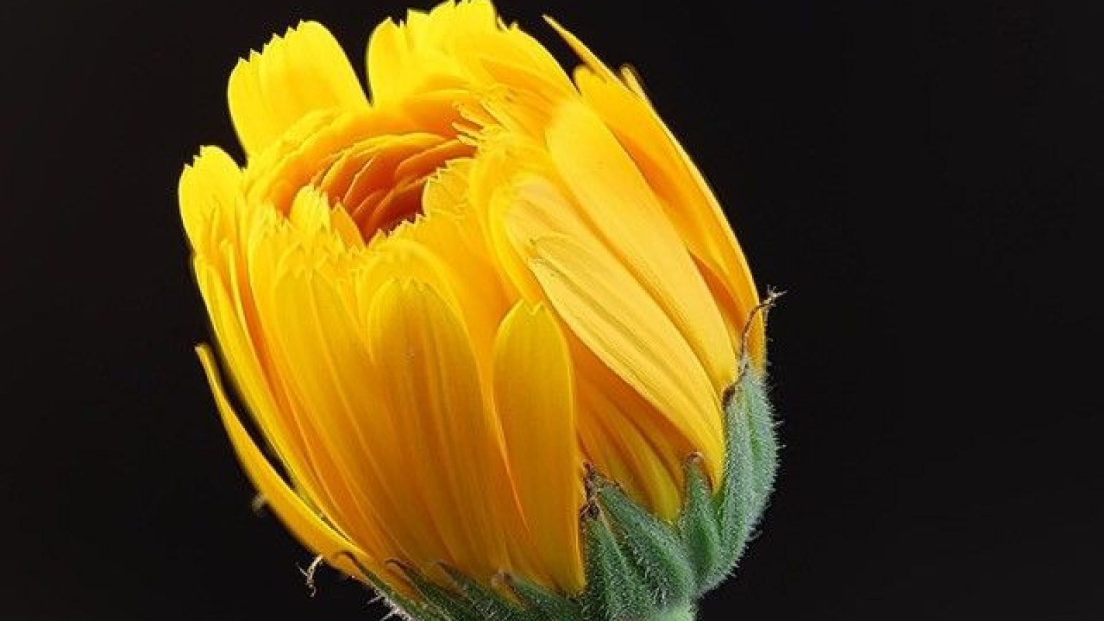 Ringelblume (c) Peter Kramer mit Copyright