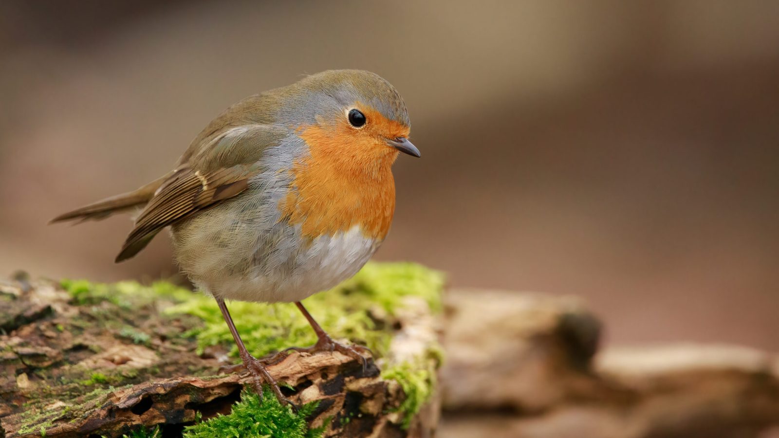 Rotkehlchen (Erithacus rubecula)