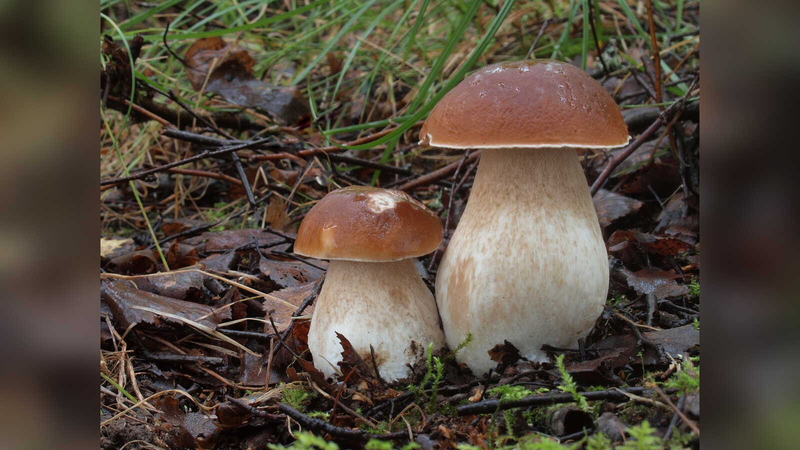 Ein Pilz wächst zwischen Grün auf dem Waldboden