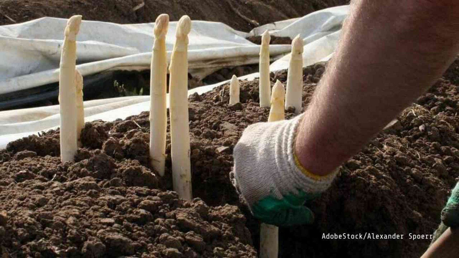 Saisonarbeit in der Landwirtschaft Saisonarbeit in der Landwirtschaft