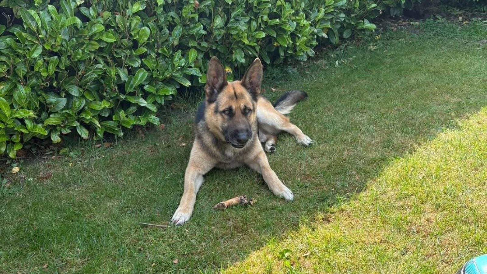 Schäferhund am Saller See gefunden