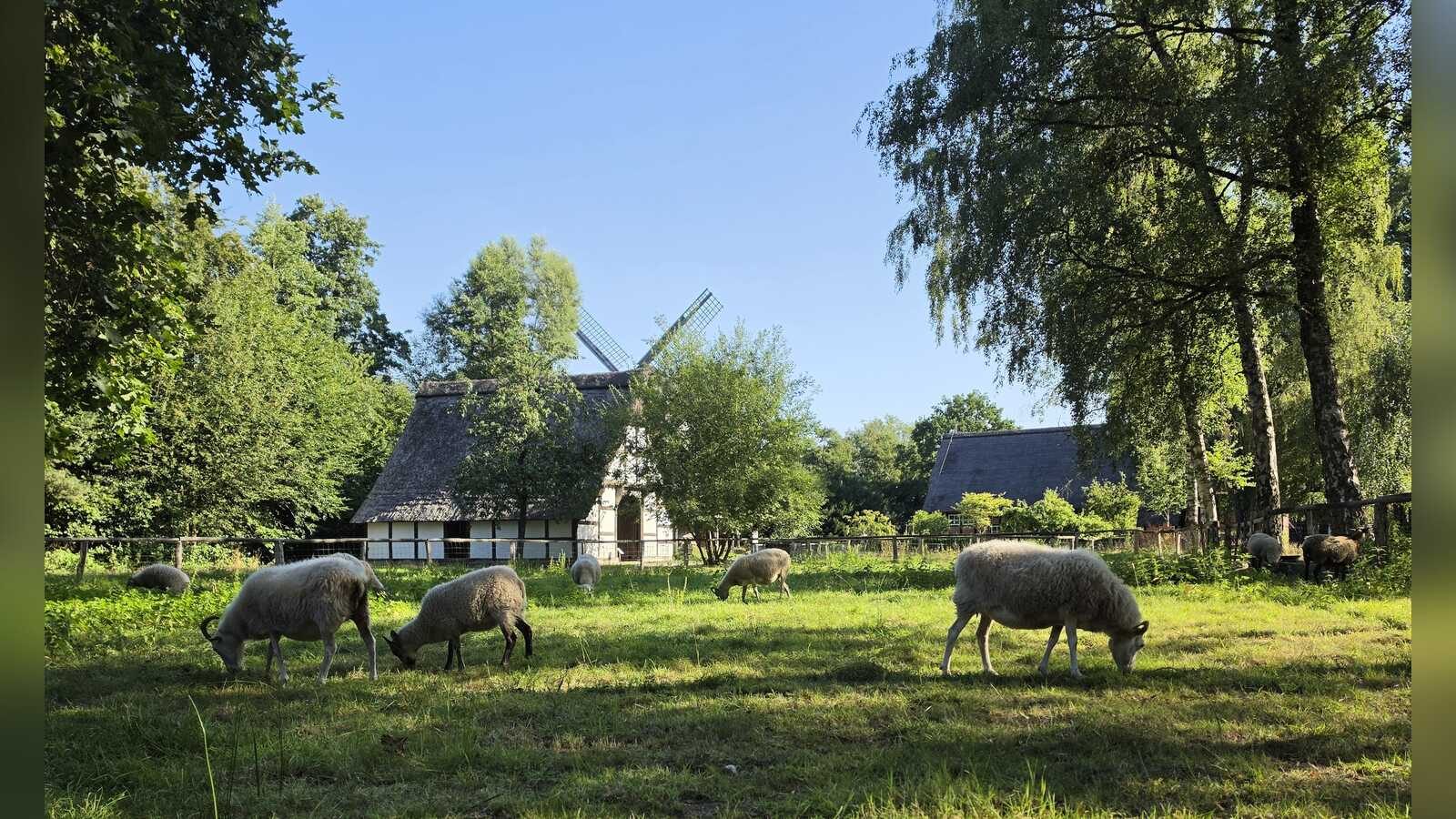 Schafe vor einem Heuerhaus im Museumsdorf Cloppenburg