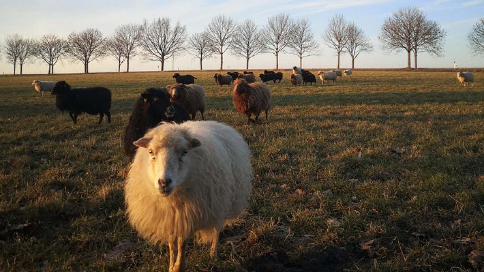 Sicher auf der Weide: Für mehr Sicherheit von Schaf und Schäfern trotz wachsender Wolfspopulation entwickelt das Startup Pax Lupus einen Herdenschutz auf Grundlage künstlicher Intelligenz. Das System vertreibt Wölfe langfristig per Drohne, ohne den Tiere zu schaden. Die Deutsche Bundesstiftung Umwelt (DBU) fördert das Vorhaben mit 125.000 Euro. Die Bissverletzung einer Frau durch einen Wolf in Hamburg-Altona sorgt derweil für intensive Debatten über den Umgang mit Wölfen. / Weiterer Text über ots und www.presseportal.de/nr/6908 / Die Verwendung dieses Bildes für redaktionelle Zwecke ist unter Beachtung aller mitgeteilten Nutzungsbedingungen zulässig und dann auch honorarfrei. Veröffentlichung ausschließlich mit Bildrechte-Hinweis.