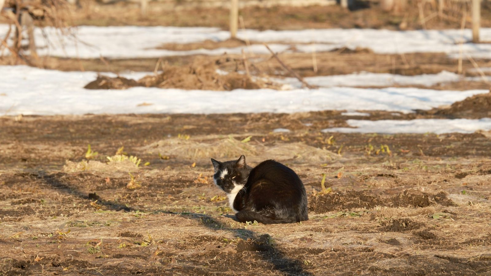 Schwarz-weiße Katze sitzt auf einer Wiese