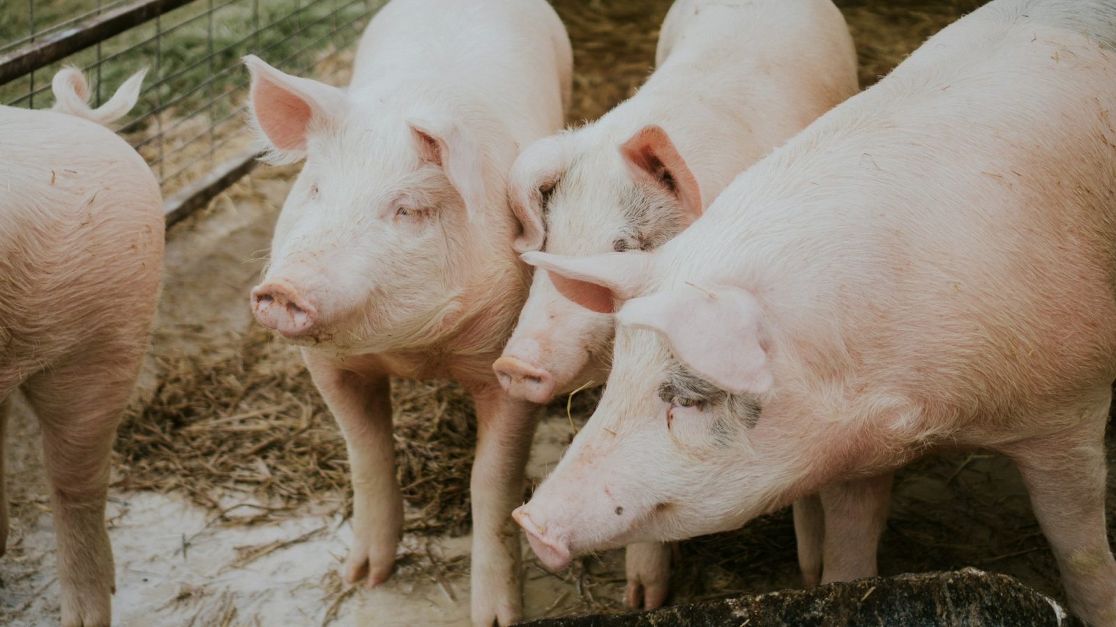 Schweine in einem Stall, Symbolbild zum Umbau der Tierhaltung