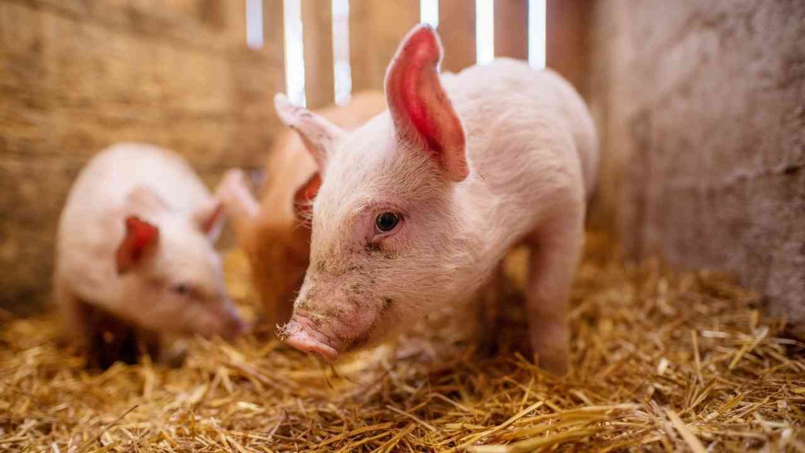 Schweinehaltung