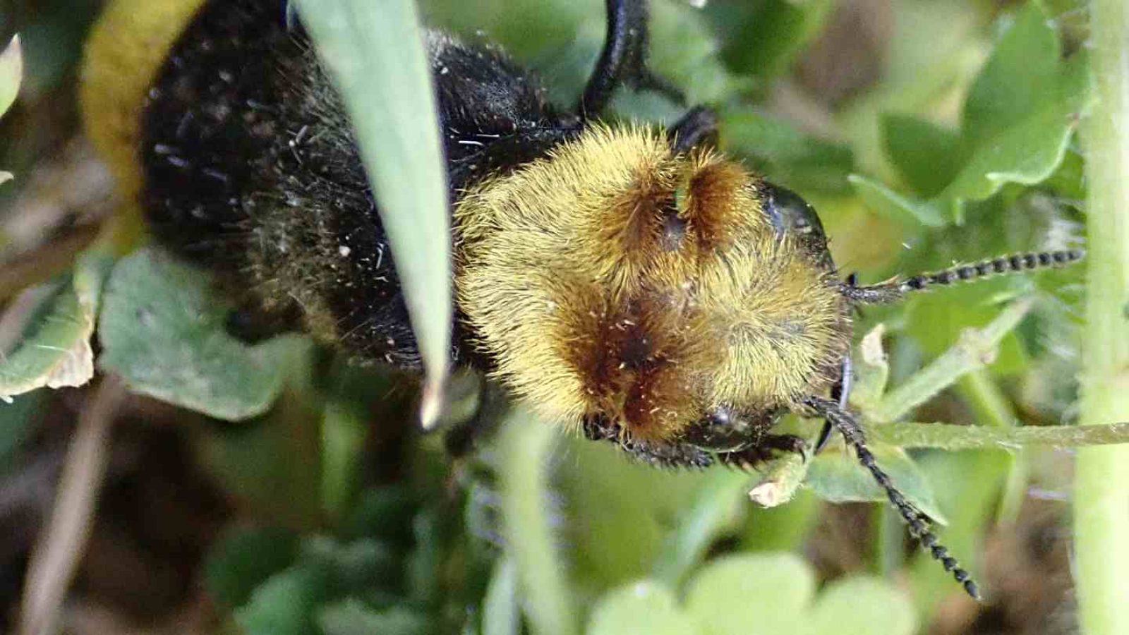Seltene Käferart im Hutewald entdeckt