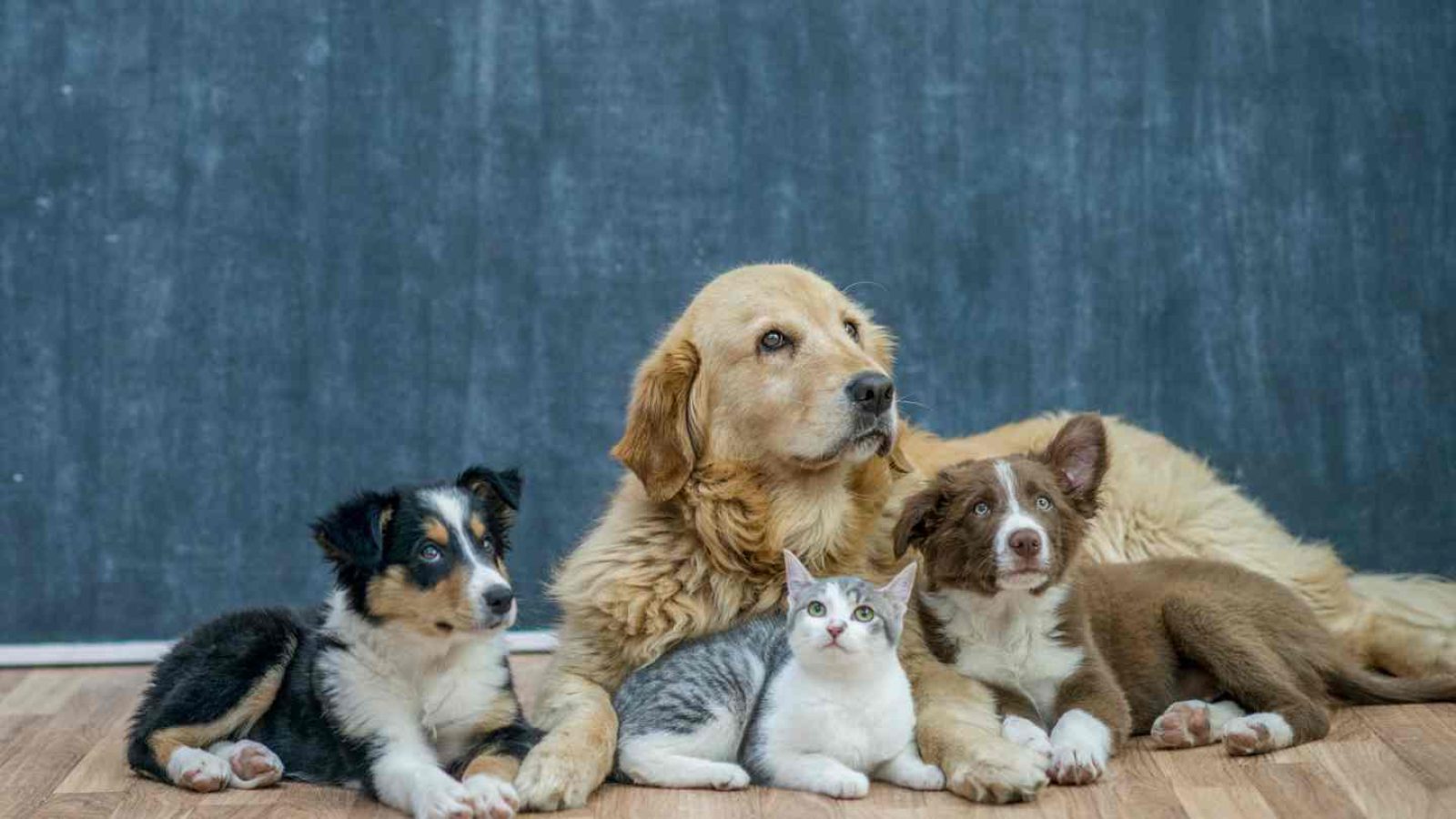 So findest du den tierischen Mitbewohner, der wirklich zu dir passt