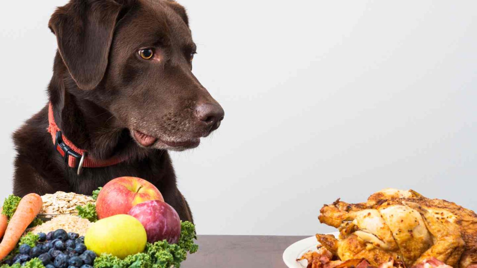 So verträgt dein Hund Obst und Gemüse richtig