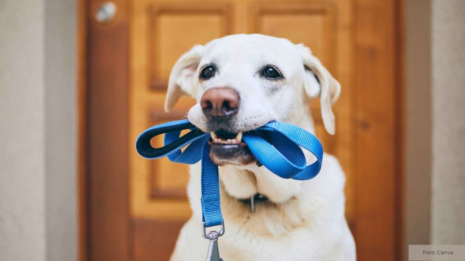 Spaziergänge mit den Hunde