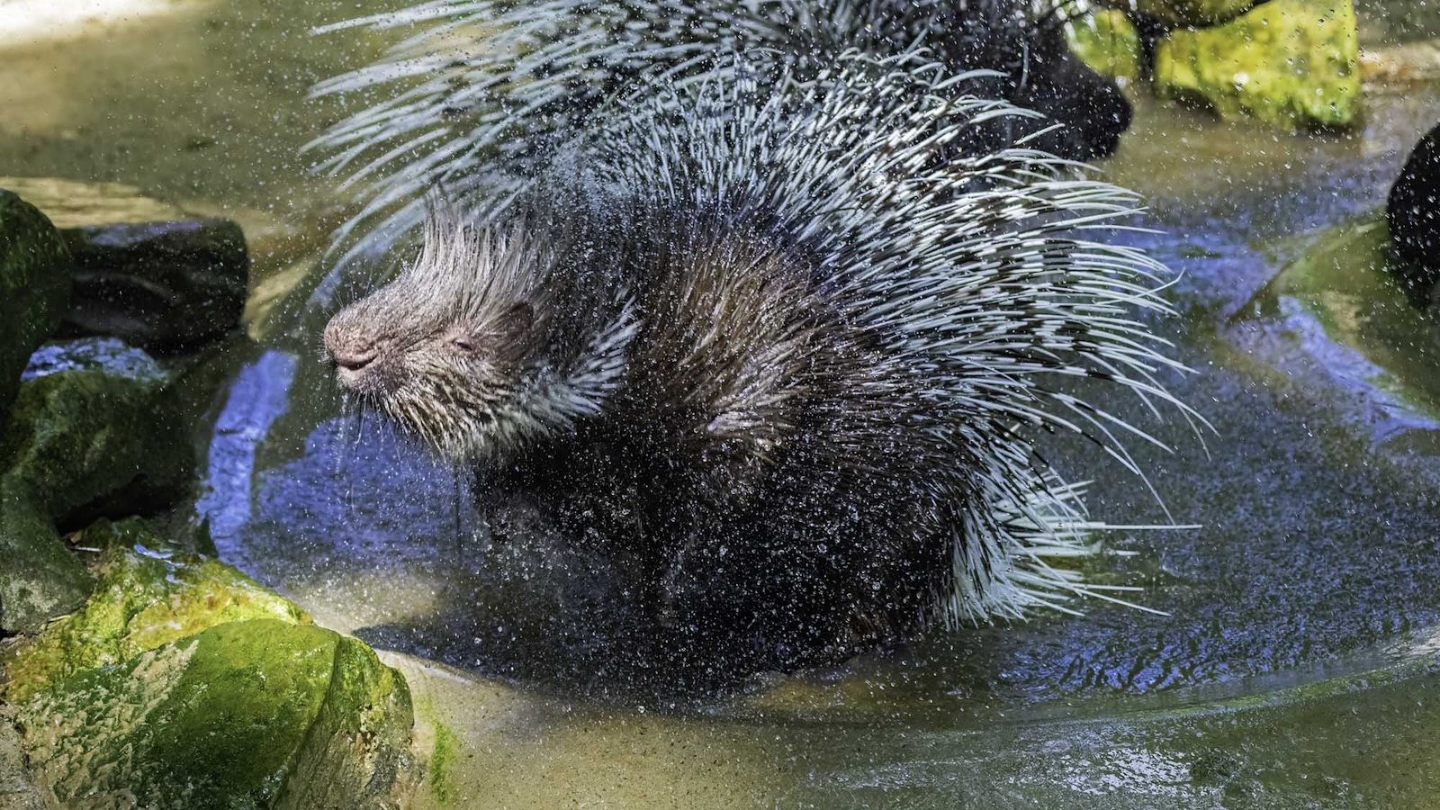 Weißschwanz-Stachelschwein Opa steht in einem flachen Wasserbecken und schüttelt sich, Wassertropfen spritzen von den Stacheln