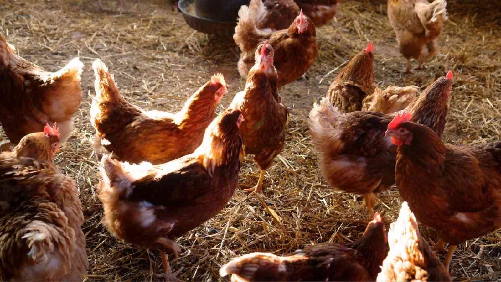 Geflügelstall mit Hühnern