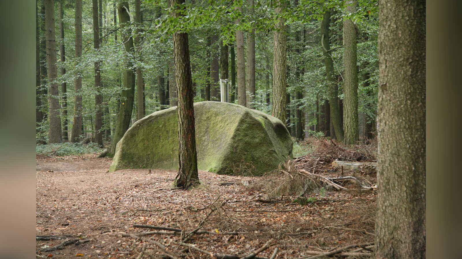 Große Findlinge liegen verstreut im Wald des Naturschutzgebiets Steinernes Meer am Gattberg bei Belm