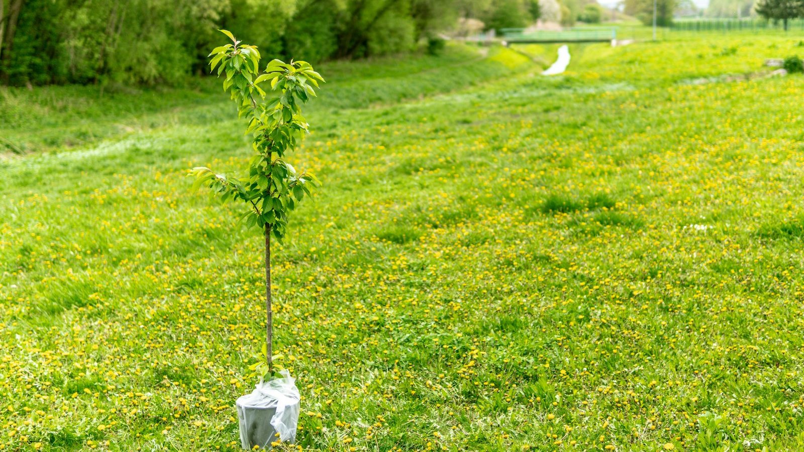 Junger Baum vor dem Einpflanzen (Symbolbild)