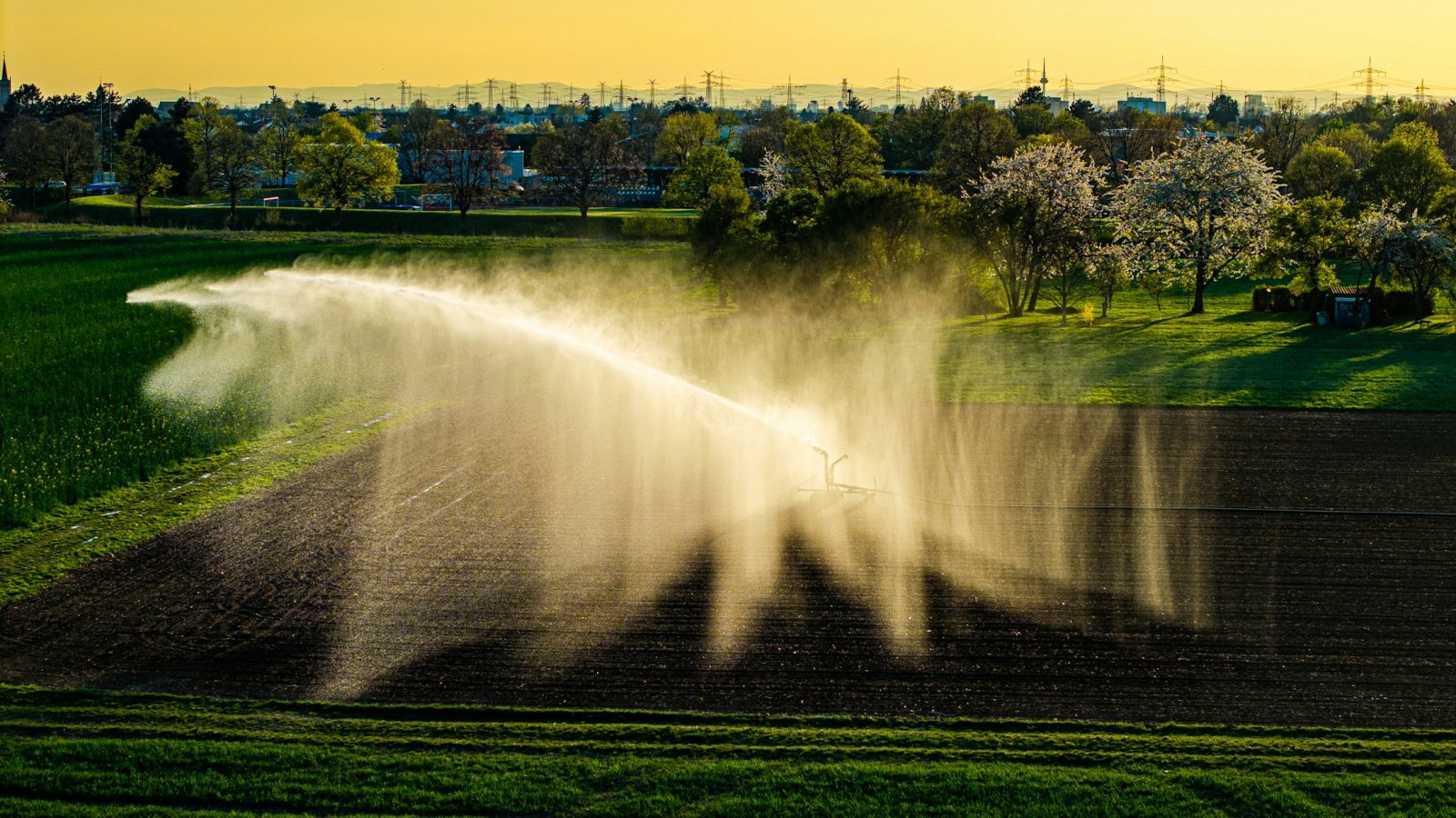 Eine Beregnungsanlage versprüht Wasser über einem bestellten Feld im Morgenlicht