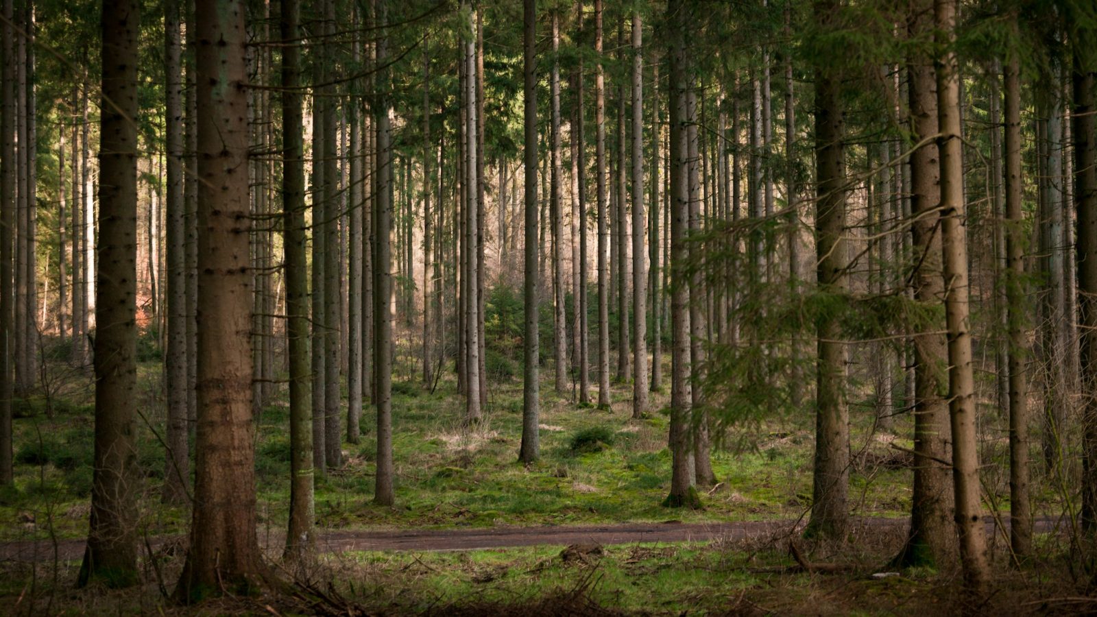 Grüner Wald mit Bäumen auf einer Lichtung bei Tageslicht als Symbolbild für nachhaltige Waldbewirtschaftung
