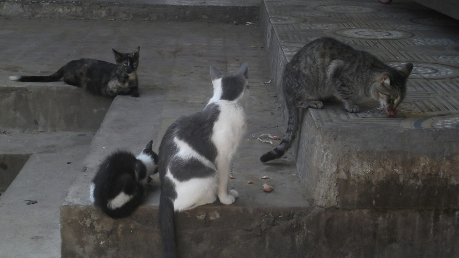 Drei freilebende Katzen auf Betonstufen, eine davon frisst