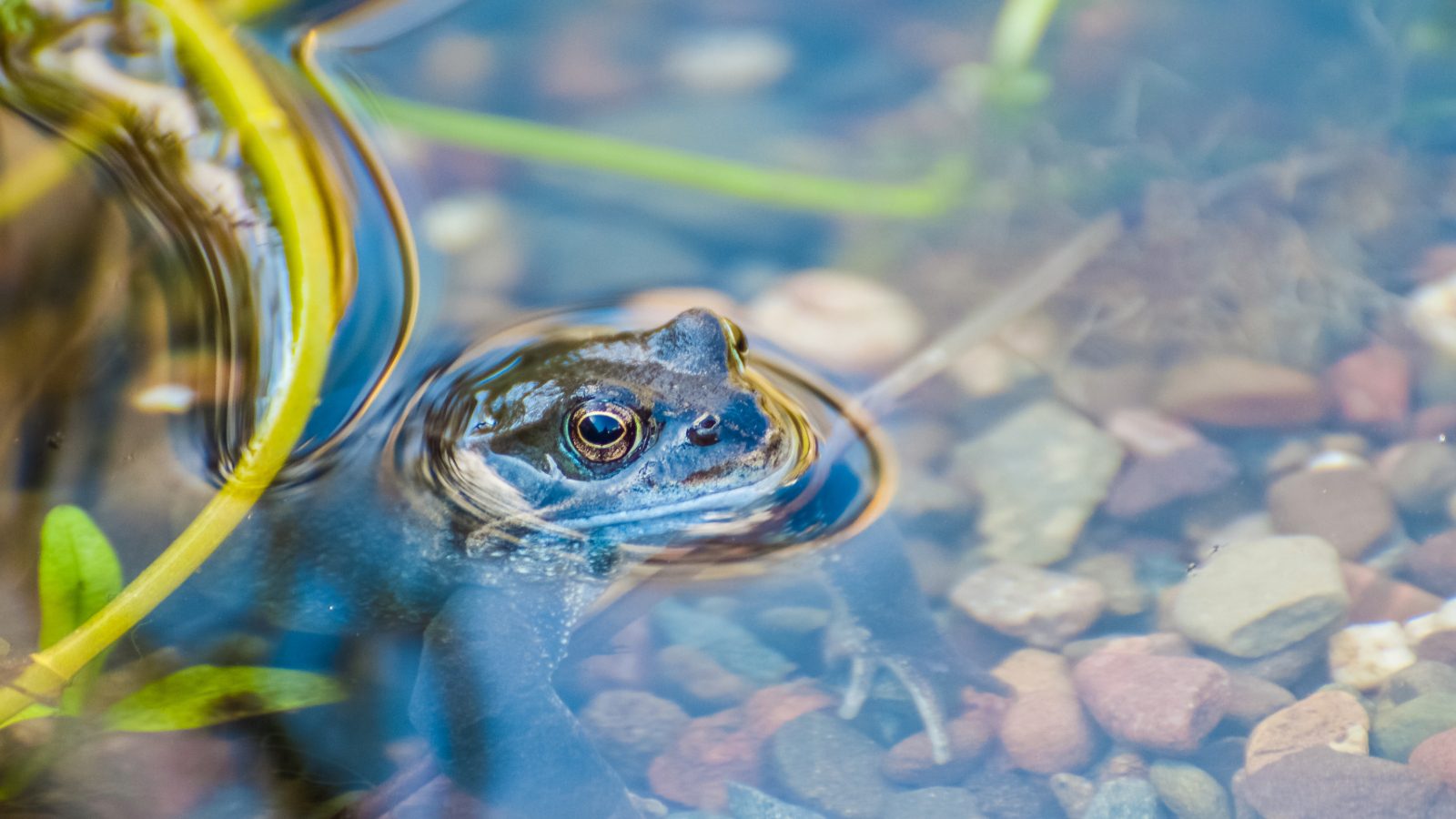 Teich und Gewässer