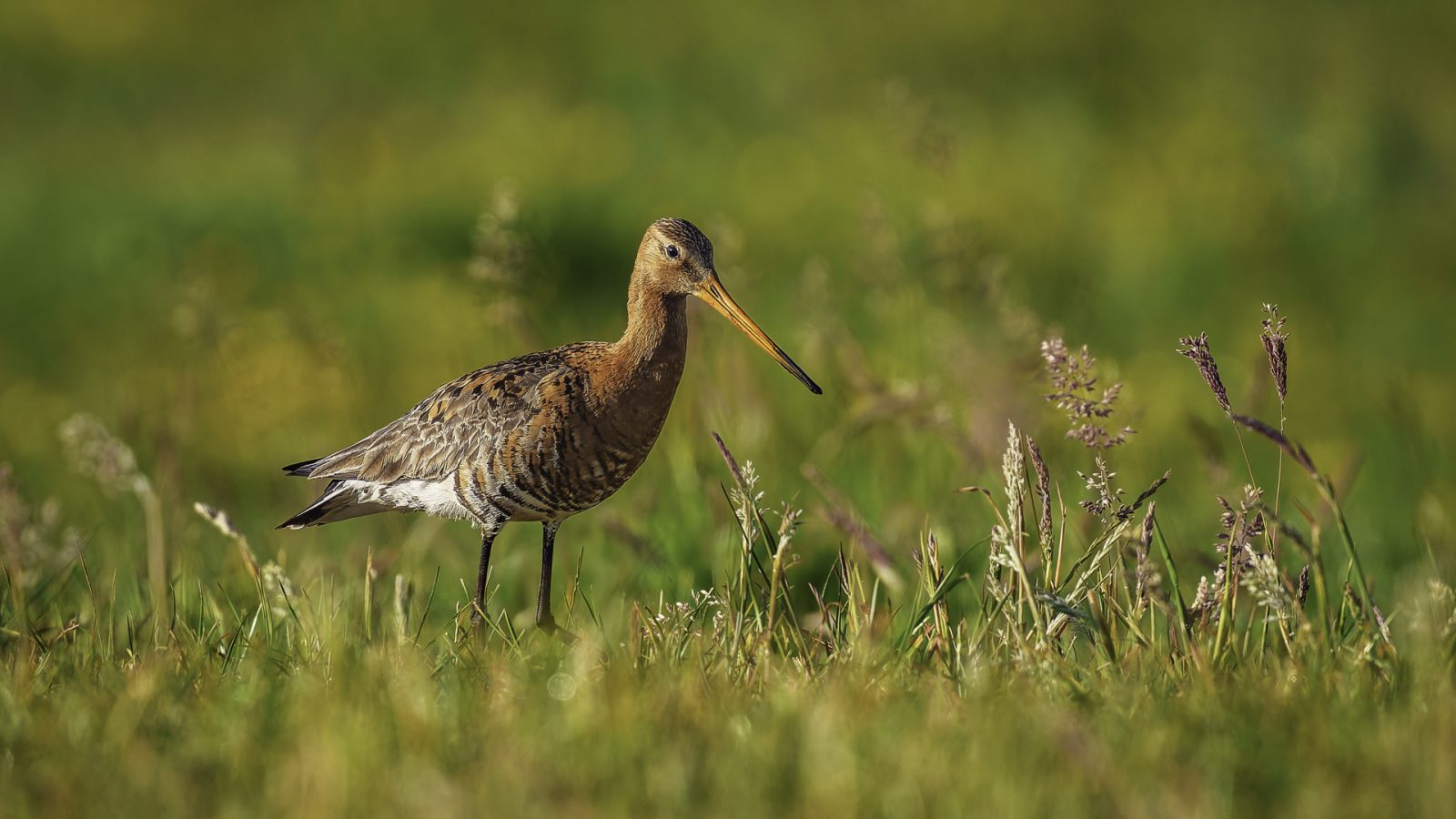 Uferschnepfe  © Bernd Dieken