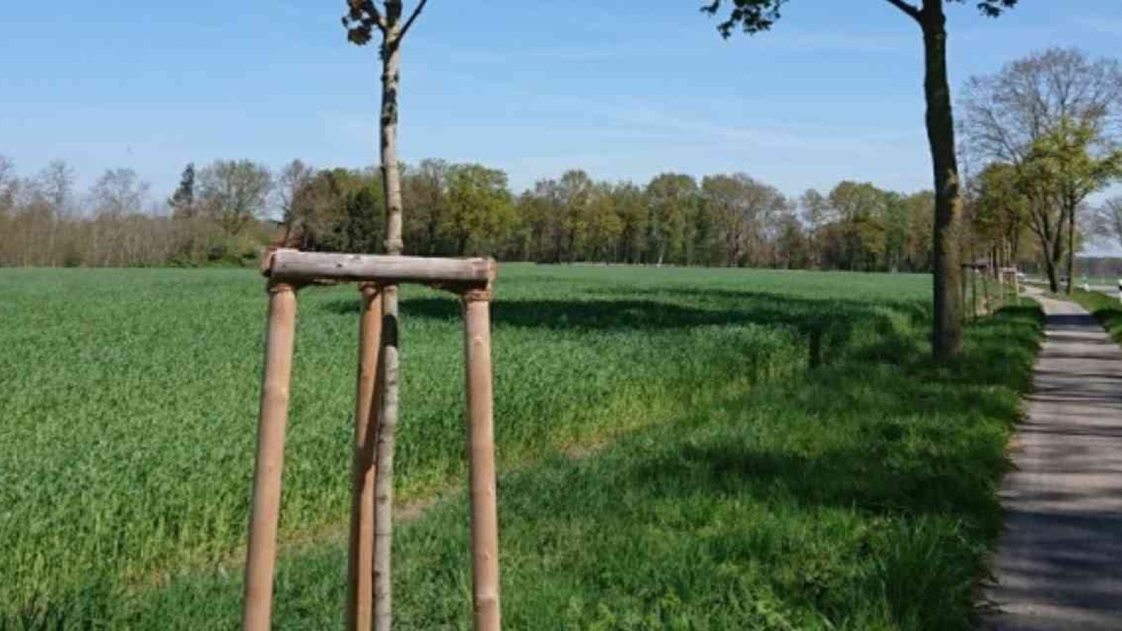 Umfangreiche Nachpflanzungen von Bäumen