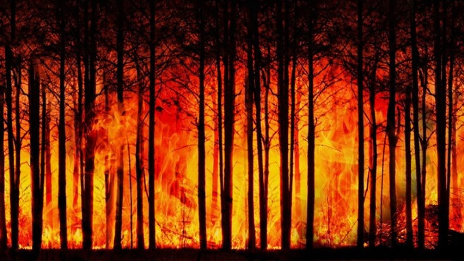 Waldbrand in dichtem Wald, Flammen lodern zwischen Bäumen, bedrohliche Naturkatastrophe, Umweltschutz wichtig.