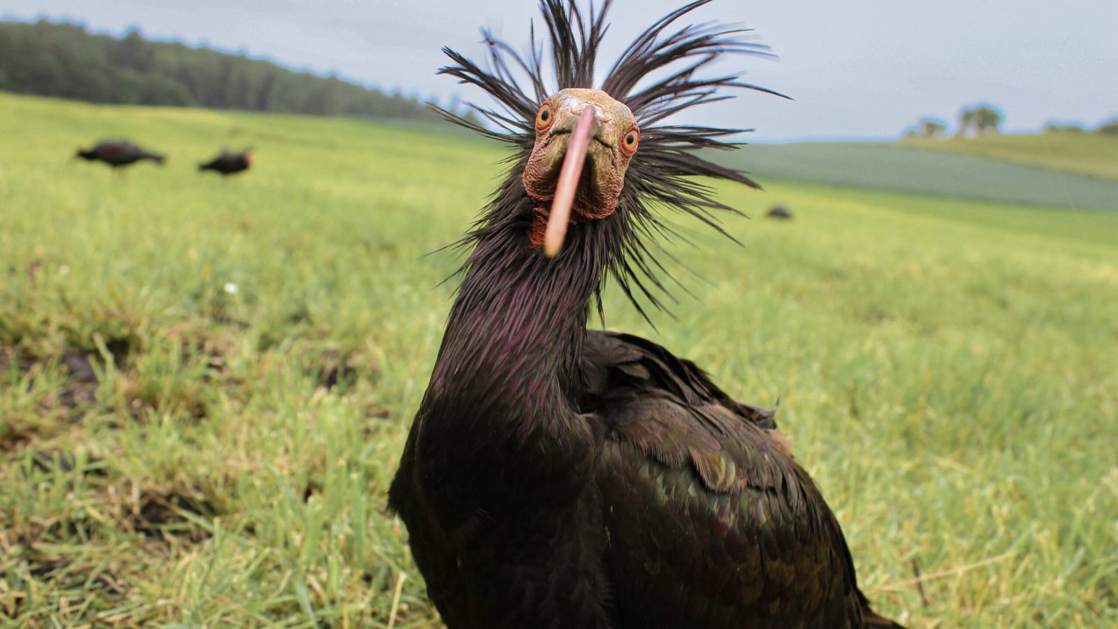 Waldrapp © Waldrappteam Conservation Research