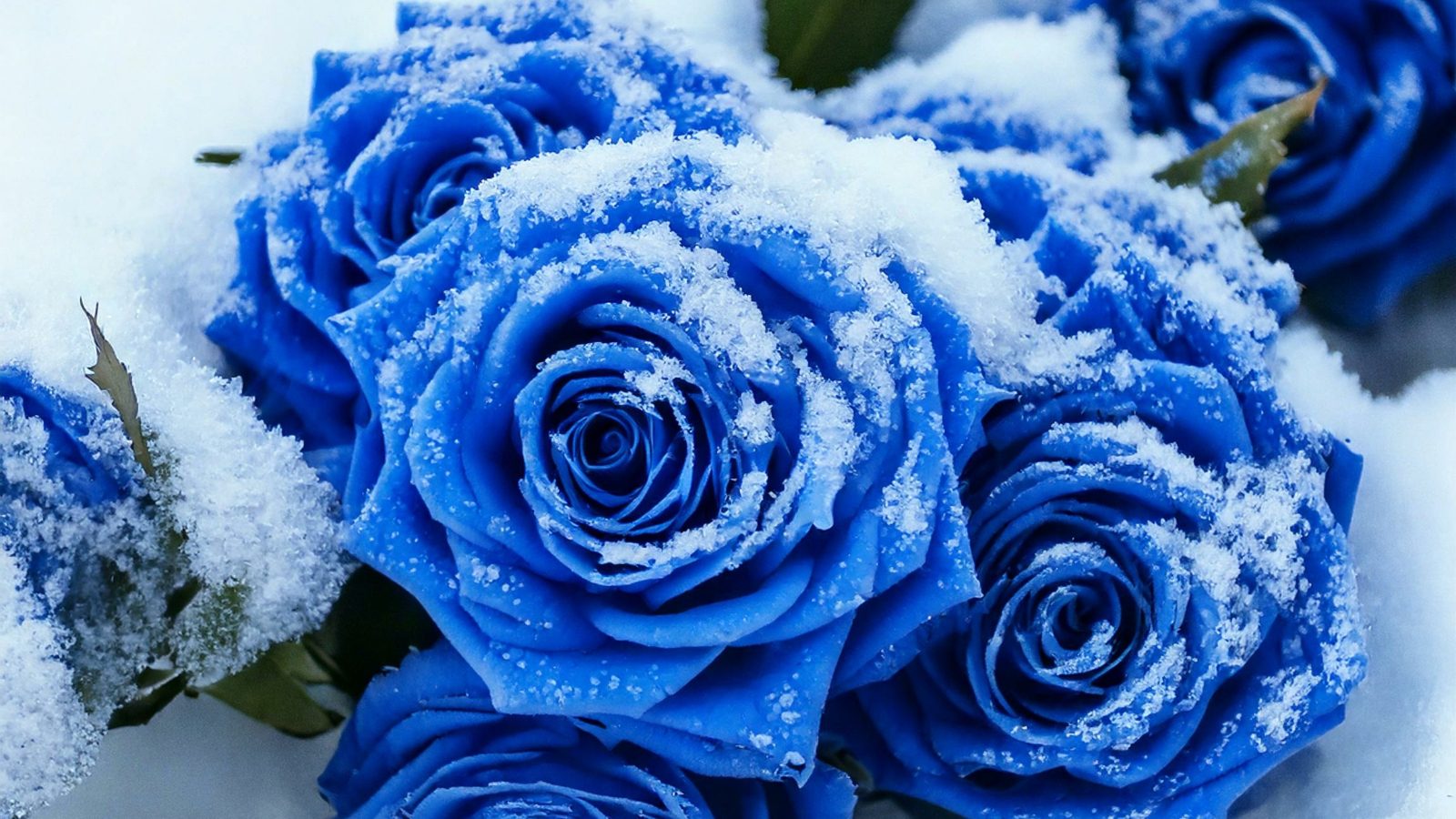 Winterschutz bei Rosen kontrollieren