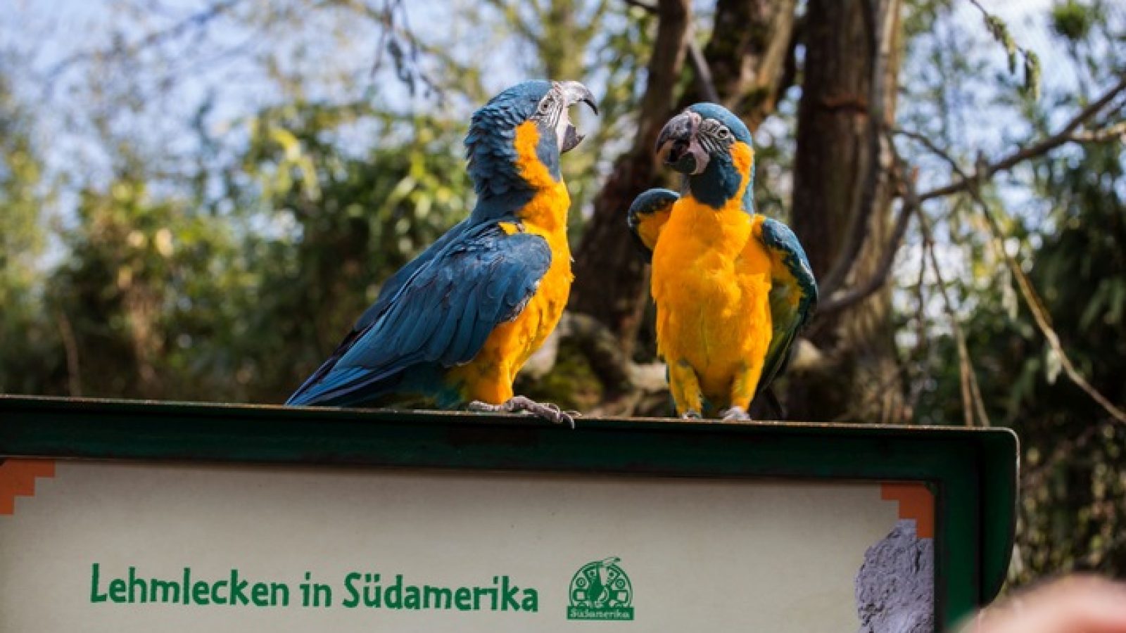 Am 2. April 2026 eröffneten im Zoo Leipzig mit "Loriversum" und "Amazonien" zwei neue, begehbare Vogelwelten, in denen die faszinierende Vogelwelt Asiens und Südamerikas unmittelbar zu erleben ist. / Weiterer Text über ots und www.presseportal.de/nr/70361 / Die Verwendung dieses Bildes für redaktionelle Zwecke ist unter Beachtung aller mitgeteilten Nutzungsbedingungen zulässig und dann auch honorarfrei. Veröffentlichung ausschließlich mit Bildrechte-Hinweis.
