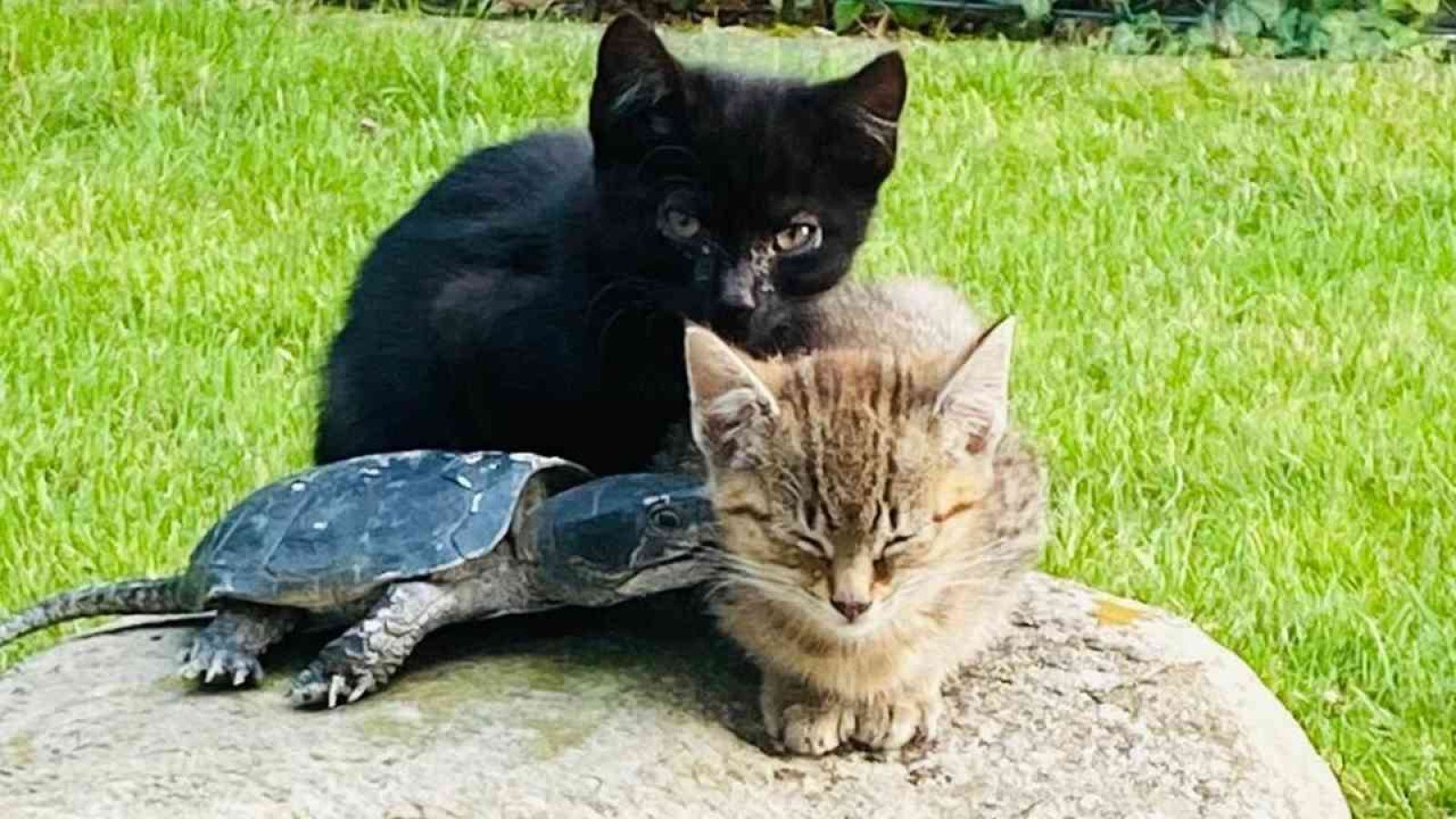 Zwei verlassene Katzenbabys suchen Pflegestelle