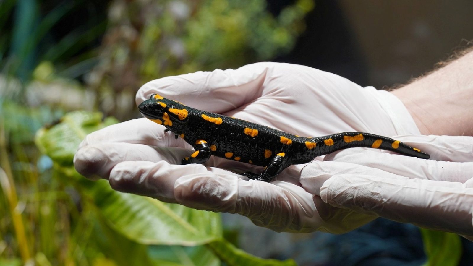Schwarzer Salamander mit orangefarbenen Flecken, gehalten in einer Hand mit einem weißen Handschuh.