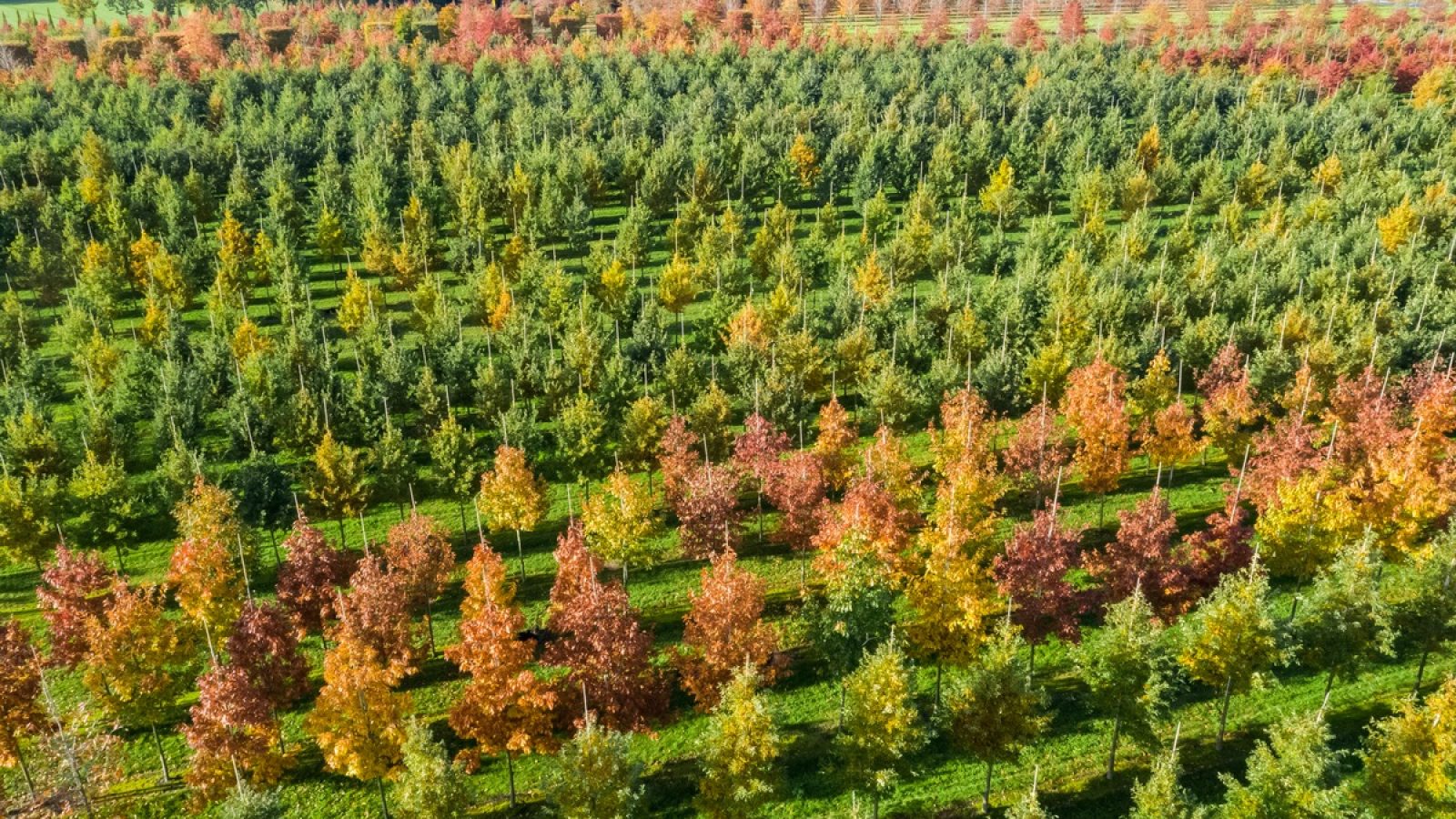 "Wenn Europa klimaneutral werden möchte, braucht es nicht nur emissionsfreie Autos, sondern vor allem genügend gesundes Grün", betont Guhl. "Deshalb sollte ein CO2-Bonus nicht nur dort vergeben werden, wo Klimaschutz diskutiert wird - sondern vor allem dort, wo er tatsächlich wächst." / Weiterer Text über ots und www.presseportal.de/nr/126784 / Die Verwendung dieses Bildes für redaktionelle Zwecke ist unter Beachtung aller mitgeteilten Nutzungsbedingungen zulässig und dann auch honorarfrei. Veröffentlichung ausschließlich mit Bildrechte-Hinweis.
