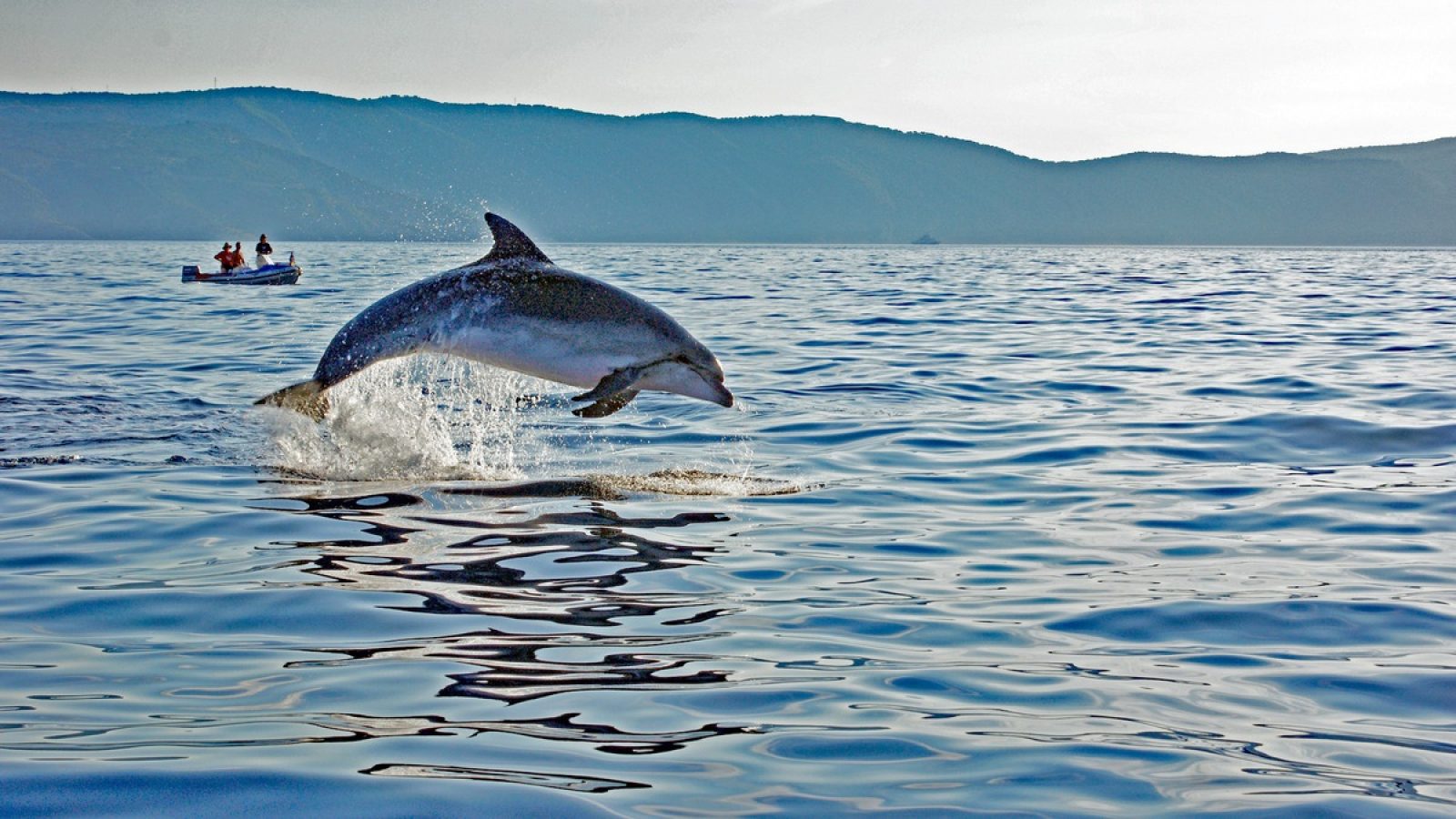 Citizen Science in der kroatischen Adria / Weiterer Text über ots und www.presseportal.de/nr/126045 / Die Verwendung dieses Bildes für redaktionelle Zwecke ist unter Beachtung aller mitgeteilten Nutzungsbedingungen zulässig und dann auch honorarfrei. Veröffentlichung ausschließlich mit Bildrechte-Hinweis.
