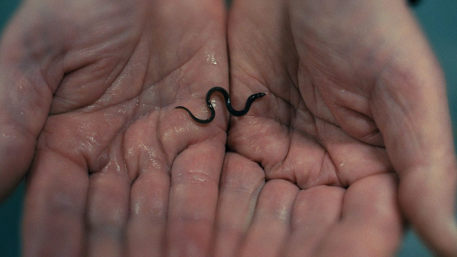 Dokumentarfilm über den globalen Aal-Schmuggel: Milliarden Dollar Babies - Große Gewinne mit kleinen Aalen / ARTE Honorarfreie Verwendung nur im Zusammenhang mit genannter Sendung und bei folgender Nennung "Bild: Sendeanstalt/Copyright". Andere Verwendungen nur nach vorheriger Absprache: ARTE-Bildredaktion, Silke Wölk Tel.: +33 3 90 14 22 25, E-Mail: bildredaktion@arte.tv / Weiterer Text über ots und www.presseportal.de/nr/9021 / Die Verwendung dieses Bildes für redaktionelle Zwecke ist unter Beachtung aller mitgeteilten Nutzungsbedingungen zulässig und dann auch honorarfrei. Veröffentlichung ausschließlich mit Bildrechte-Hinweis.