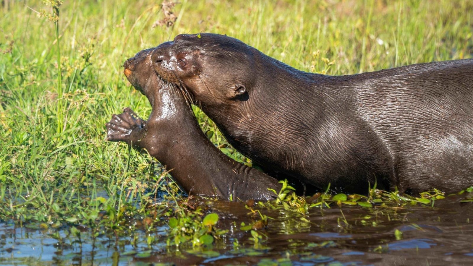 Im argentinischen Iberá-Nationalpark leben erstmals seit Jahrzehnten wieder Riesenotter in ihrem ursprünglichen Verbreitungsgebiet. Dafür wurden Tiere aus Zoos aus Europa und den USA angesiedelt. 2025 wurde dort eine Otterfamilie wissenschaftlich begleitet in ihren natürlichen Lebensraum entlassen. / Weiterer Text über ots und www.presseportal.de/nr/129318 / Die Verwendung dieses Bildes für redaktionelle Zwecke ist unter Beachtung aller mitgeteilten Nutzungsbedingungen zulässig und dann auch honorarfrei. Veröffentlichung ausschließlich mit Bildrechte-Hinweis.