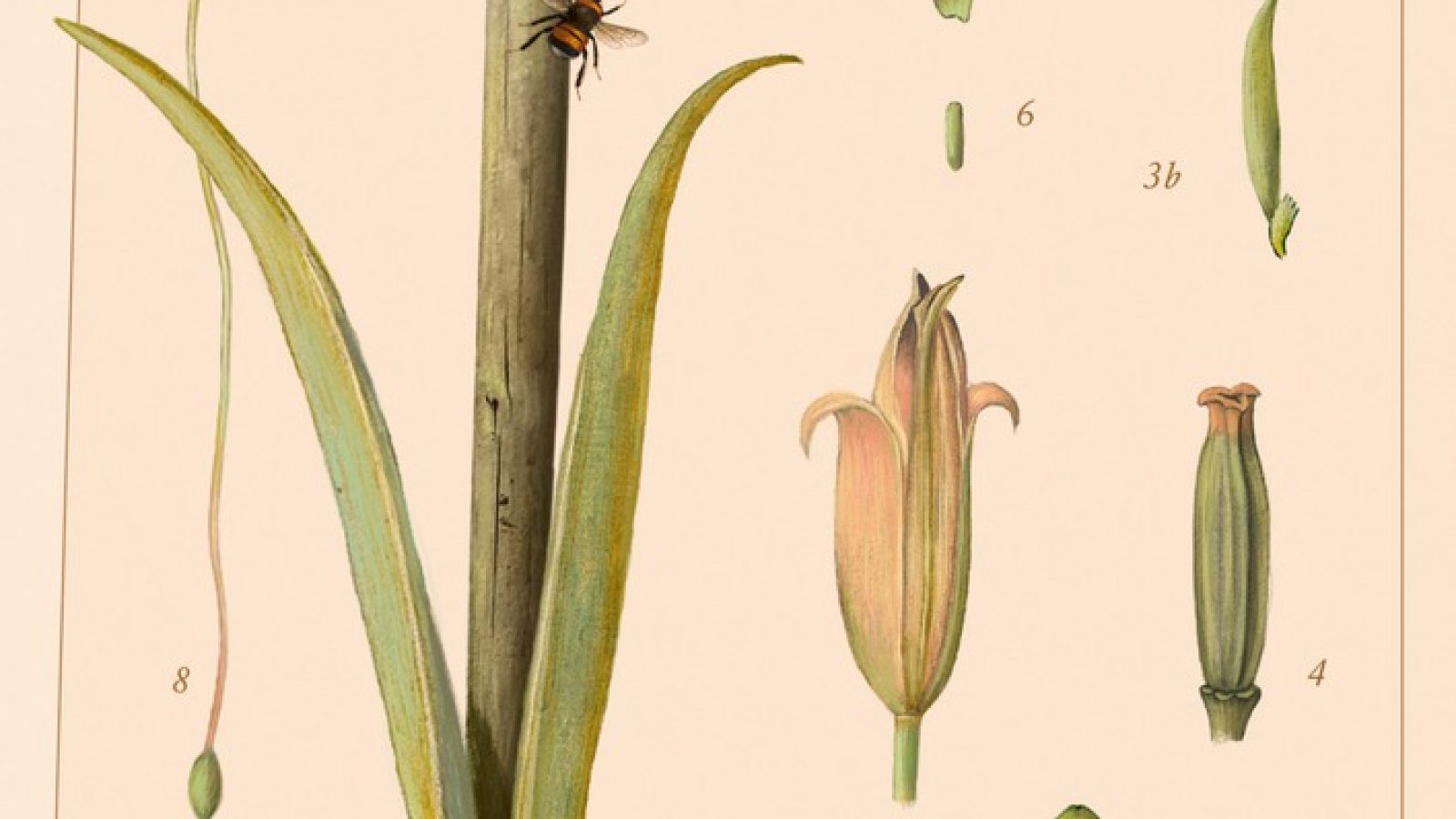 Buchcover von 'Der Gärtner und der Tod' mit einer Illustration einer Gärtnerspaten und Pflanzenzeichnungen.