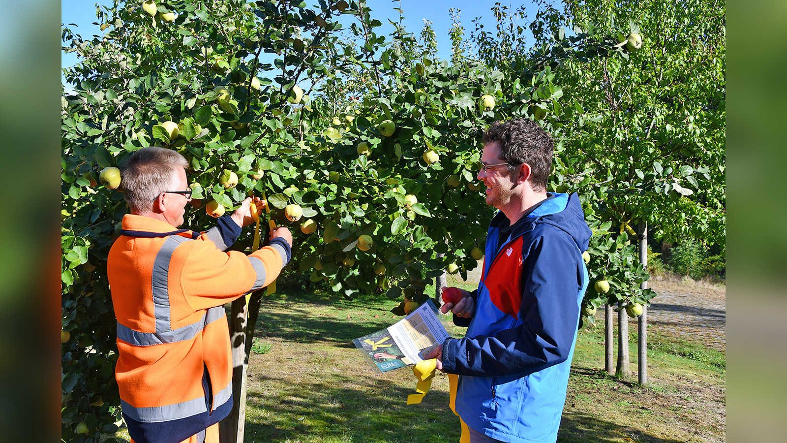 Bauhof-Mitarbeiter Stefan Kathmann bindet ein gelbes Band an einen städtischen Obstbaum in Cloppenburg
